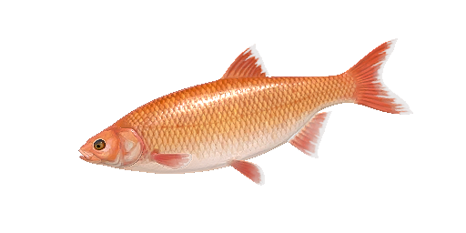 КАРАСЬ КИТАЙСКИЙ