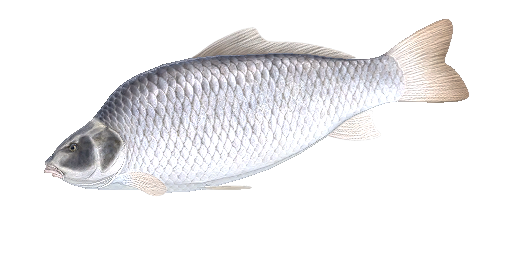 КАРП БЕЛЫЙ