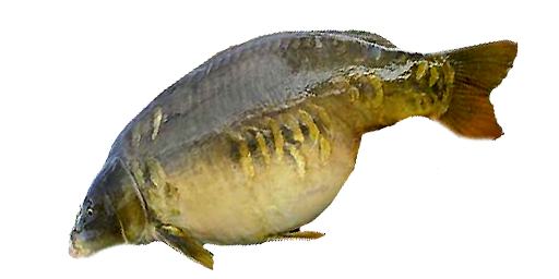 КАРП ЗЕРКАЛЬНЫЙ