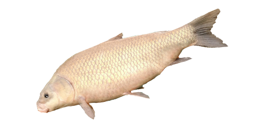 КАРП ЗОЛОТОЙ