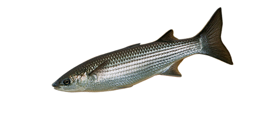 КЕФАЛЬ ГУБАЧ