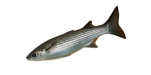 КЕФАЛЬ СИНГИЛЬ