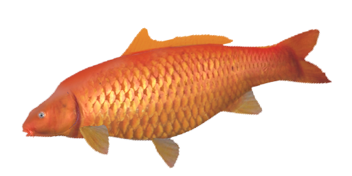 КОИ БЕНИГОИ