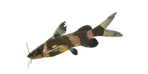 КОСАТКА СКРИПУН