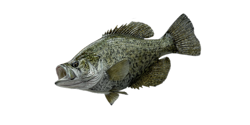 КРАППИ ЧЕРНЫЙ