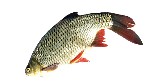 КРАСНОПЕРКА