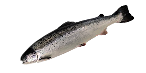 КУМЖА ОЗЕРНАЯ