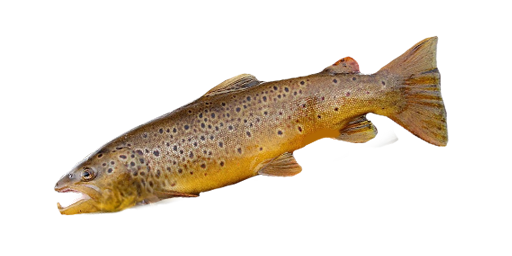 КУМЖА САЙМЕНСКАЯ