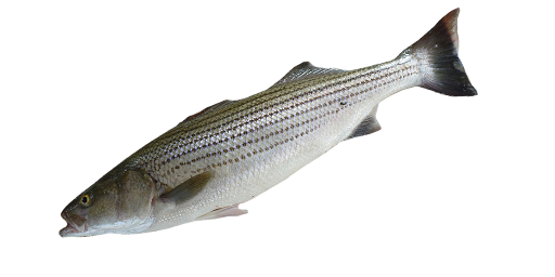 ЛАВРАК ПОЛОСАТЫЙ