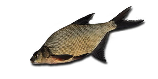 ЛЕЩ СИБИРСКИЙ