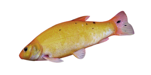 ЛИНЬ ЗОЛОТОЙ