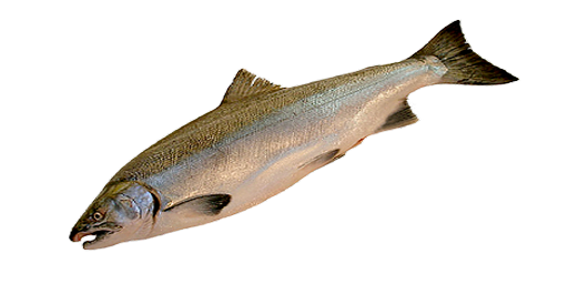 ЛОСОСЬ КАСПИЙСКИЙ