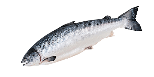 ЛОСОСЬ ОЗЕРНАЯ