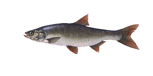 МАРИНКА ОБЫКНОВЕННАЯ