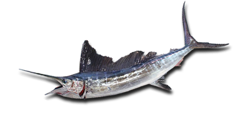 МАРЛИН СИНИЙ