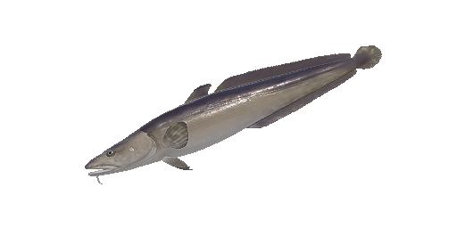 МОЛЬВА ГОЛУБАЯ