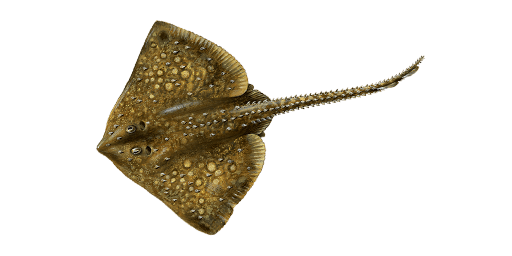 МОРСКАЯ ЛИСИЦА