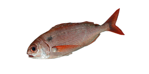 МОРСКОЙ ОКУНЬ