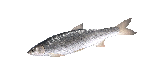 НОСАТКА ИБЕРЕЙСКАЯ