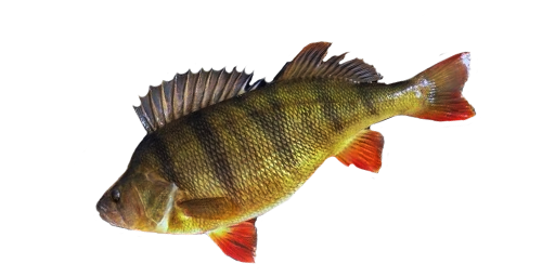 ОКУНЬ ЖЕЛТЫЙ