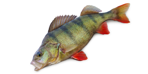 ОКУНЬ РЕЧНОЙ