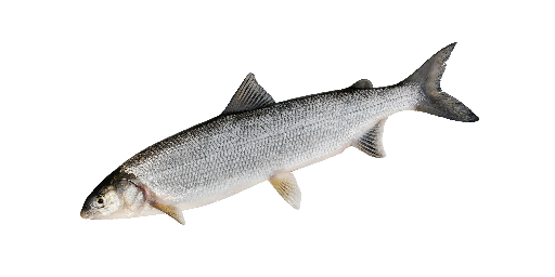 ОМУЛЬ АРКТИЧЕСКАЯ