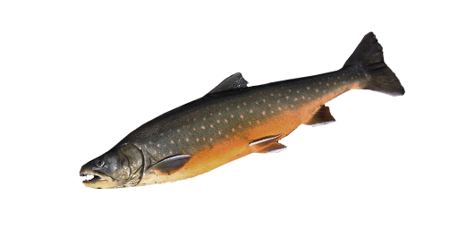 ОРКНЕЙСКИЙ ЧАР