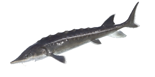 ОСЕТР АДРИАТИЧЕСКИЙ