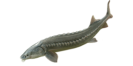 ОСЕТР АТЛАНТИЧЕСКИЙ