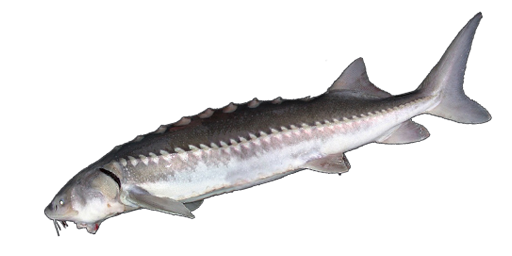 ОСЕТР ОЗЕРНЫЙ