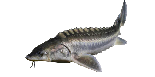 ОСЕТР ПЕРСИДСКИЙ