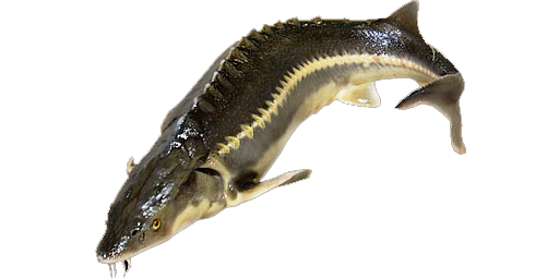 ОСЕТР РУССКИЙ