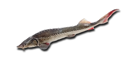 ОСЕТР СИБИРСКИЙ