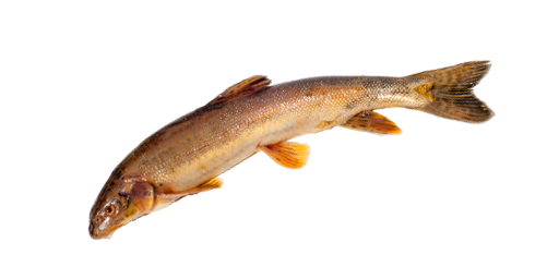 ОСМАН ГОЛЫЙ