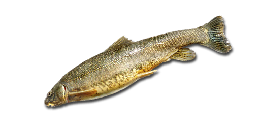 ОСМАН ЧАШУЙЧАТЫЙ