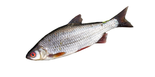 ПЛОТВА КАМЫШОВАЯ