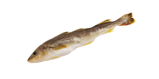 ПОДКАМЕНЩИК ПЕСТРОНОГИЙ