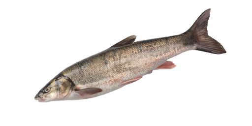 ПОДУСТ ФРАНЦУЗСКИЙ