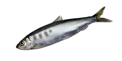 ПУЗАНОК БОЛЬШЕГЛАЗЫЙ