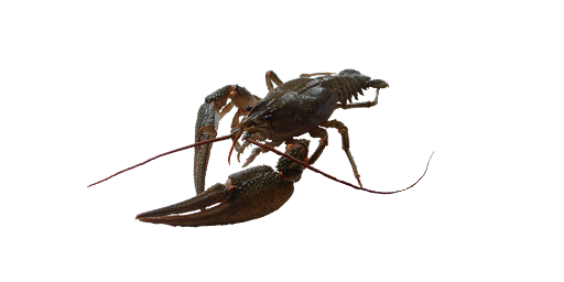 РАК УЗКОПАЛЫЙ