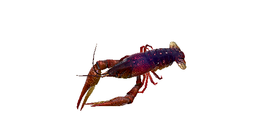 РАК КАЛИФОРНИЙСКИЙ