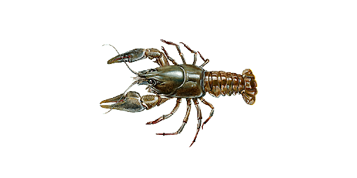 РАК ПЯТНИСТЫЙ