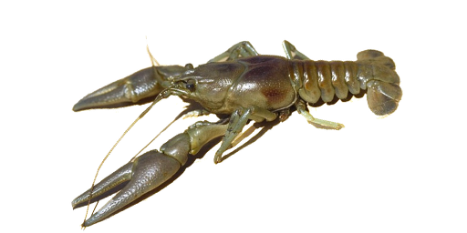 РАК ШИРОКОПАЛЫЙ