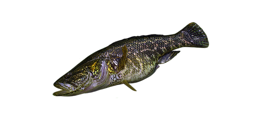 РОТАН ГОЛОВЕШКА