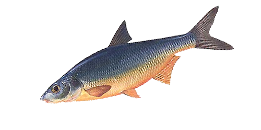 РЫБЕЦ МАКЕДОНСКИЙ