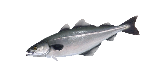 САЙДА НОРВЕЖСКАЯ