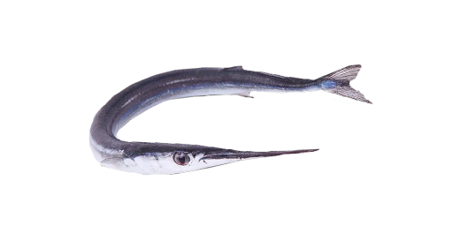 САРГАН ЕВРОПЕЙСКИЙ