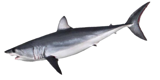 СЕЛЬДЕВАЯ АКУЛА