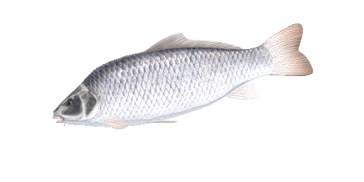 СЕЛЬДЬ АТЛАНТИЧЕСКАЯ