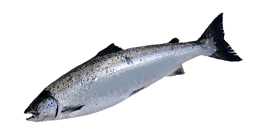 СЕМГА БЕЛОМОРСКАЯ